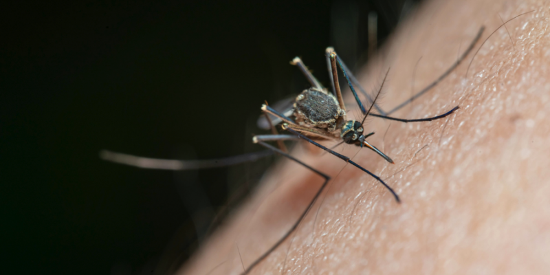 Na semana passada, o Estado registrou 208 mil casos suspeitos de dengue em 2024