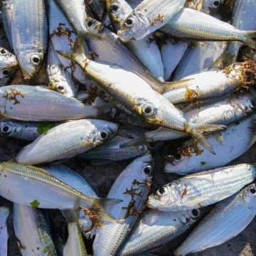Pesquisa avalia qualidade de pescados do litoral pernambucano