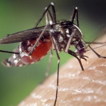 Número de casos prováveis de dengue aumentam 57,5% em Pernambuco
