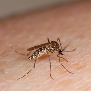 Recife adota nova técnica de controle ao Aedes Aegypti