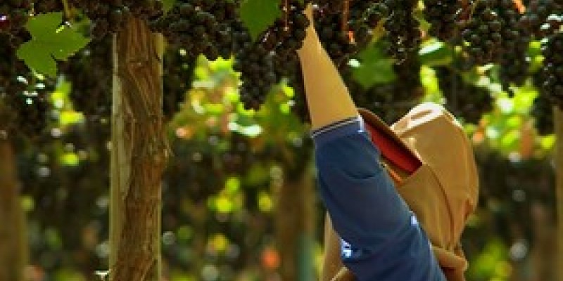 Empresários estão otimistas com a safra de uva e manga deste ano. 