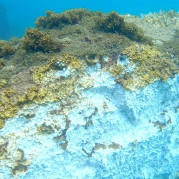 Corais em Fernando de Noronha aparecem mais claros