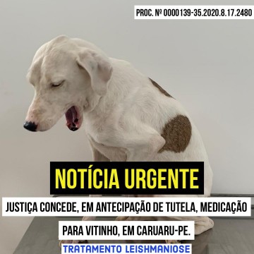 Em decisão inédita, justiça concede medicamento para cachorro em Caruaru