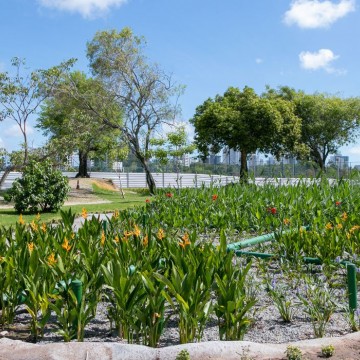 Jardins filtrantes despoluem águas de riacho que desagua no Capibaribe