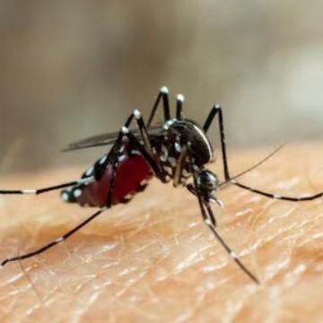Até junho Pernambuco registrou 14.854 casos de suspeita dengue 
