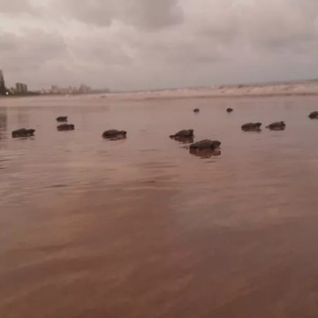 Prefeitura do Jaboatão dos Guararapes apresenta Espaço Tartaruga na praia de Piedade