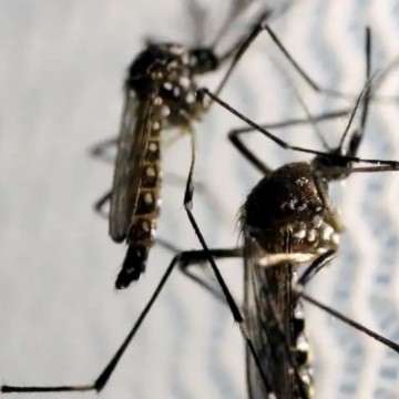 Pernambuco tem aumento de 67,1% nos casos de dengue