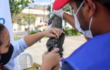 Vitória de Santo Antão: Vacina Anti-rábica terá dia D neste sábado (5) 