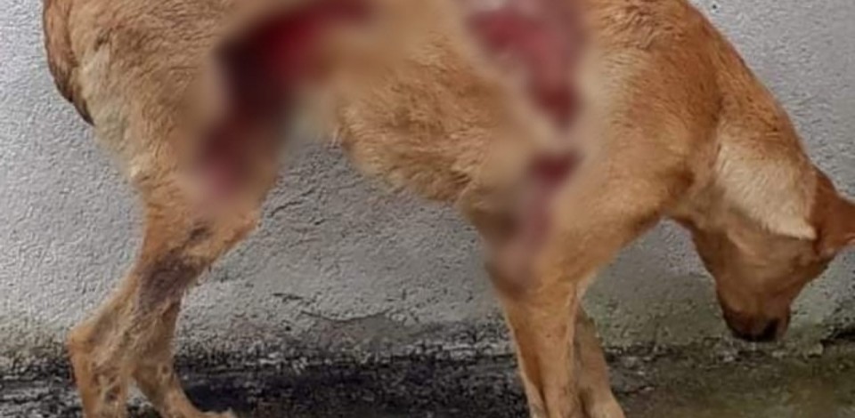 Mulher confessa ter jogado soda cáustica em cadela na cidade de Belo Jardim