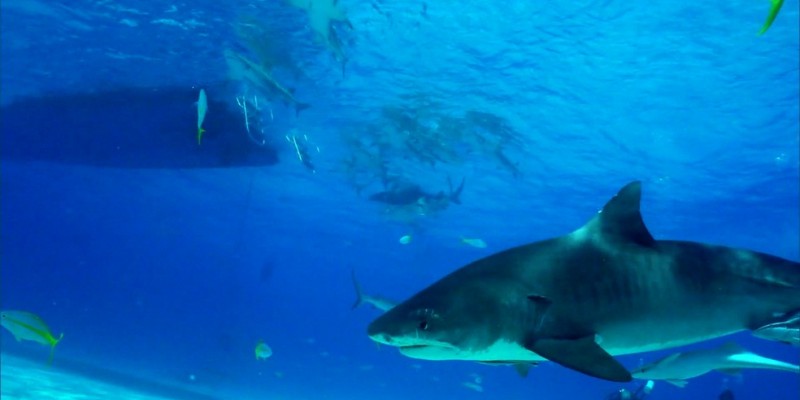 O tubarão-tigre é uma espécie envolvida em outros ataques no litoral de Pernambuco