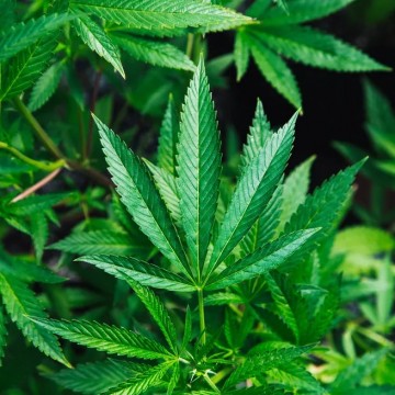 OAB de Pernambuco cria comissão para discutir direitos de usuários medicinais de cannabis