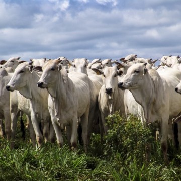 Especialista esclarece sobre os efeitos da carne bovina no meio ambiente