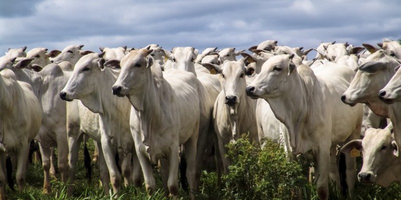 Pecuária bovina é responsável pela emissão de pelo menos 50% dos gases-estufa