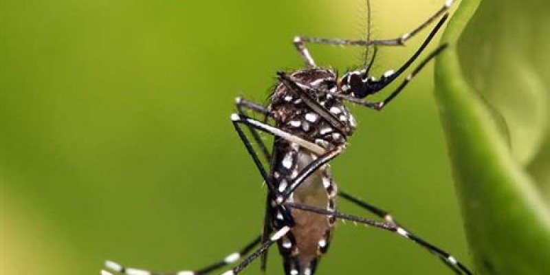 Do total de ocorrências, 61.451 foram de suspeita de dengue, 8.467 para chikungunya e 3.827 de zika