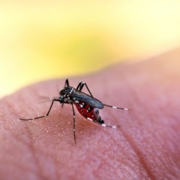 Pernambuco recebe R$15,1 milhões para a assistência farmacêutica como reforço no combate à dengue