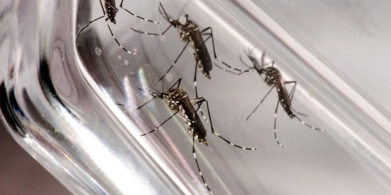 Foram confirmadas nove mortes por dengue e  uma por chikungunya  