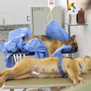 Recife convoca ONGs e pessoas que atuam na proteção animal para receberem auxílio veterinário por 12 meses