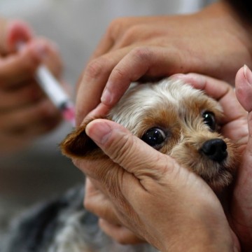 Prefeitura do Recife inicia campanha de vacinação de cães e gatos contra a raiva 