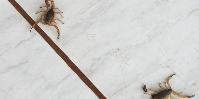A Secretaria de Saúde faz um alerta: é mais comum o aparecimento de escorpiões durante esse período de chuva