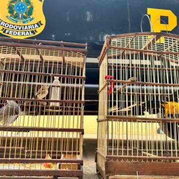 PRF resgata pássaros silvestres durante abordagem em Petrolina 