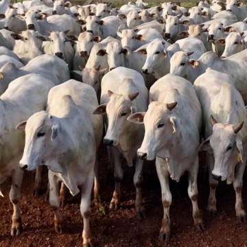 Abate de bovinos cai 10,3% no primeiro trimestre do ano