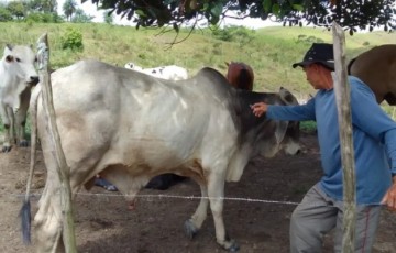 Bovinos da área rural do Jaboatão recebem vacinação