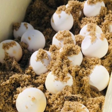 Novos filhotes de tartarugas marinhas nascem em Paulista