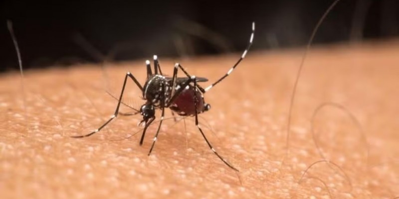 Atualmente, 22.459 casos de dengue estão em investigação no Estado