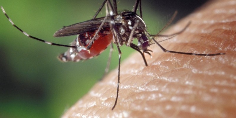 A dengue aparece com o maior número de atingidos em todo o país