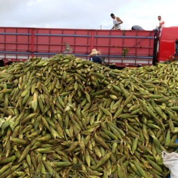Ceasa realiza plantão para vendas de milho no São João 
