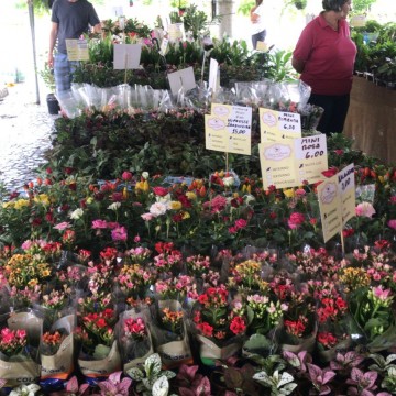 Feira de flores de Holamba acontece até o dia 15 de junho em Garanhuns