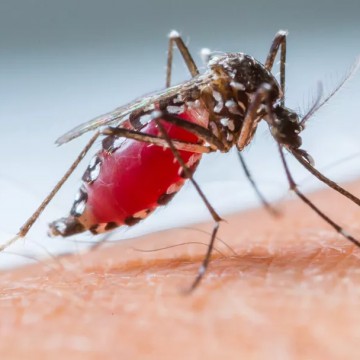 Com eficácia de 80%, nova vacina contra a dengue é aprovada pela Anvisa