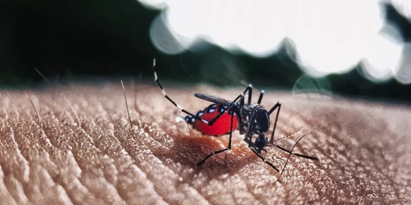 Os agentes de saúde ambiental devem inspecionar cerca de 2,3 mil imóveis para identificar e tratar possíveis criadouros do mosquito Aedes aegypti