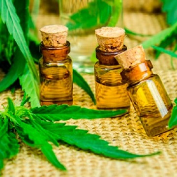 Alepe avança na análise de projeto que permite cultivo medicinal da Cannabis