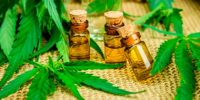 O plantio, a cultura e a colheita da cannabis para fins terapêuticos e científicos já está ganhando novos avanços