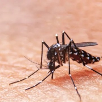 Casos prováveis de dengue têm aumento de 113,4% em Pernambuco 