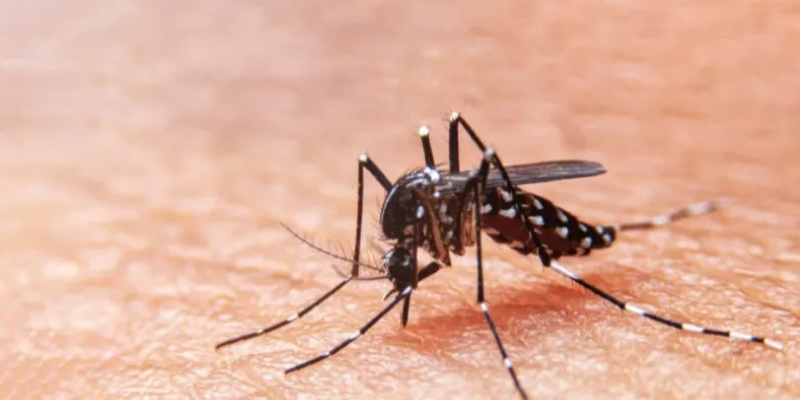 Até o momento, 146 casos foram confirmados para dengue em Pernambuco, sendo 4 casos graves notificados