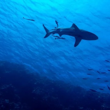 Conjunção de lua cheia, maré alta e praias lotadas pode aumentar risco de incidentes com tubarões, alerta Cemit