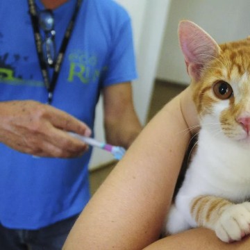 Inauguração de gatil e ação conjunta com UFRPE para Vacinação antirrábica marcam Dia Mundial dos Animais