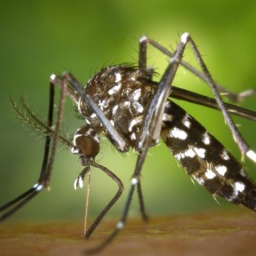 Governo de Pernambuco promove campanha educativa sobre as doenças transmitidas pelo Aedes aegypti