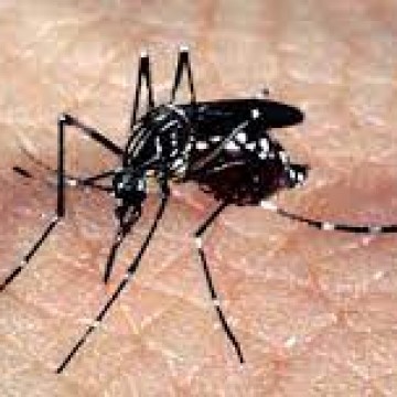 Pernambuco registra terceira morte por chikungunya em 2023; homem tinha 64 anos