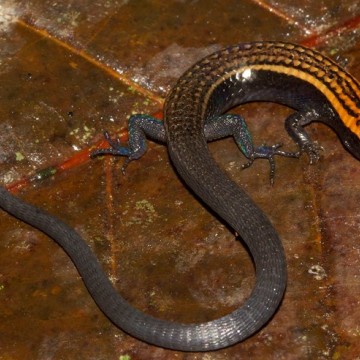 Espécies de lagartos descobertas por pesquisadores da UFPE recebem nomes de ativistas ambientais