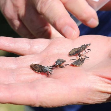 Butantan identifica compostos de animais marinhos e plantas que matam parasita da doença de Chagas