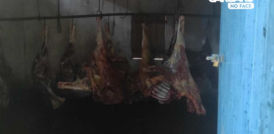 Polícia apreende 4 toneladas de carne de cavalo em Limoeiro