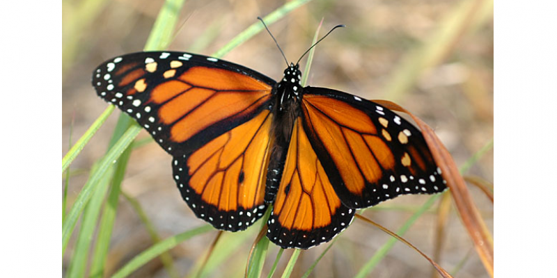 As borboletas têm uma importância fundamental em um ecossistema.
