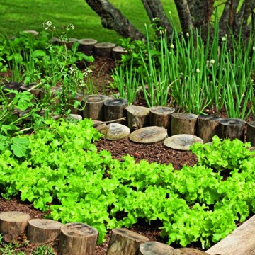 Sustentabilidade: saiba como cultivar sua própria horta em casa