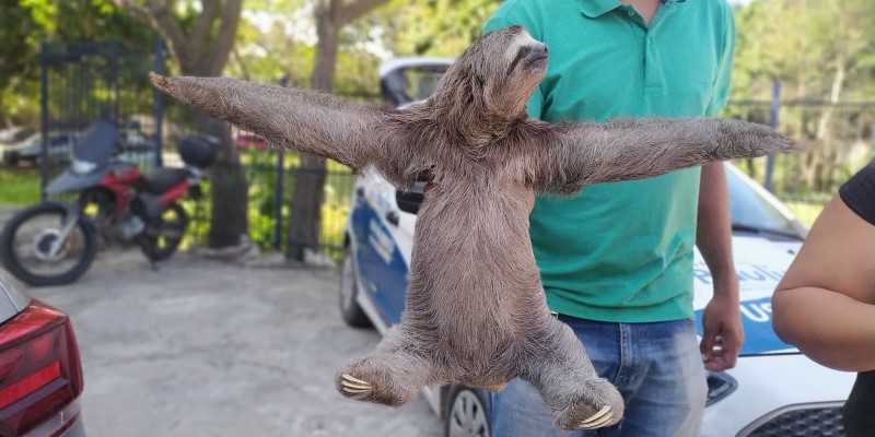 O animal foi encaminhado para o Centro de Triagem de Animais Silvestres de Pernambuco (CETAS Tangará)