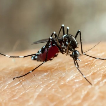 Menino de 8 anos morre por complicações da dengue; óbito é o segundo pela arbovirose em Pernambuco neste ano