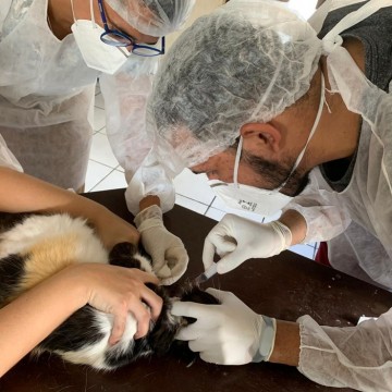 Pesquisa da UFRPE confirma primeiros dois casos do novo coronavírus em gatos no estado