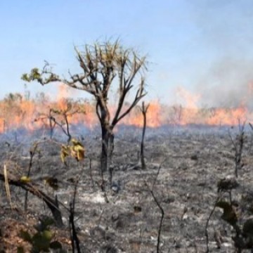 As consequências das queimadas para o meio ambiente
